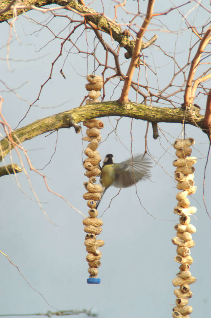 Le Mangiatoie Per Uccelli Wwf Rovigo