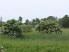 Arbusti di Sanguinella